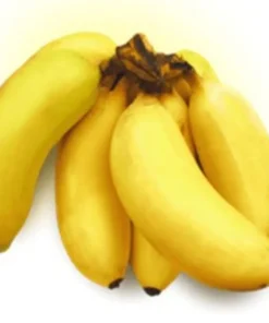 Banana Tree - 4-6 inch Live Mysore Banana Plant - Edible Musa Mysore Banana Tree Plant - Starter Banana Live Plant