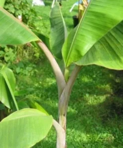 Banana Tree - 4-6 inch Live Mysore Banana Plant - Edible Musa Mysore Banana Tree Plant - Starter Banana Live Plant