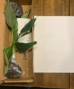 Banana Tree - Kokopo Banana Plant - Patupi Banana Plant Live - Fruit Trees Live Plant - 4-6 inch Banana Tree Live