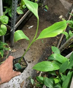 Banana Tree - Kokopo Banana Plant - Patupi Banana Plant Live - Fruit Trees Live Plant - 4-6 inch Banana Tree Live