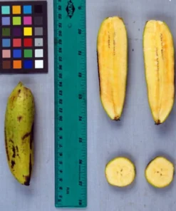 Banana Tree - Kokopo Banana Plant - Patupi Banana Plant Live - Fruit Trees Live Plant - 4-6 inch Banana Tree Live