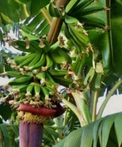 Banana Tree - Kokopo Banana Plant - Patupi Banana Plant Live - Fruit Trees Live Plant - 4-6 inch Banana Tree Live