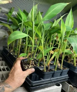 Banana Tree - Kokopo Banana Plant - Patupi Banana Plant Live - Fruit Trees Live Plant - 4-6 inch Banana Tree Live