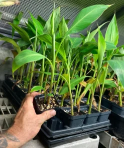 Banana Tree - Kokopo Banana Plant - Patupi Banana Plant Live - Fruit Trees Live Plant - 4-6 inch Banana Tree Live