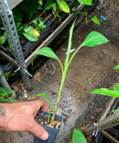 Banana Tree - Kokopo Banana Plant - Patupi Banana Plant Live - Fruit Trees Live Plant - 4-6 inch Banana Tree Live