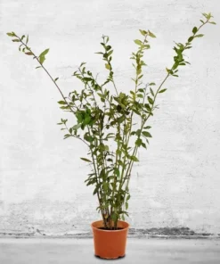 Bay Laurel Tree - Starter Bay Laurel Hedge - Laurus nobilis - Live Plant - Evergreen Shrub - Bay tree - Sweet Bay