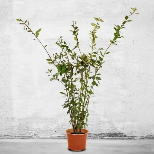 Bay Laurel Tree - Starter Bay Laurel Hedge - Laurus nobilis - Live Plant - Evergreen Shrub - Bay tree - Sweet Bay