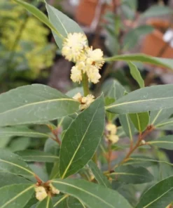 Bay Laurel Tree - Starter Bay Laurel Hedge - Laurus nobilis - Live Plant - Evergreen Shrub - Bay tree - Sweet Bay