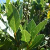 Bay Leaf Tree Laurus nobilis Live Plant - Sweet Bay Laurel - Edible Evergreen