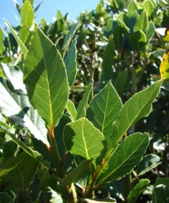Bay Leaf Tree Laurus nobilis Live Plant - Sweet Bay Laurel - Edible Evergreen