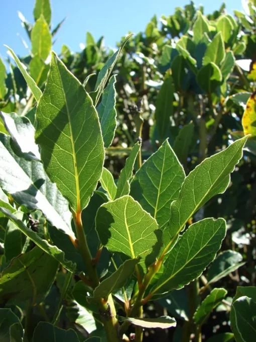Bay Leaf Tree Laurus nobilis Live Plant - Sweet Bay Laurel - Edible Evergreen