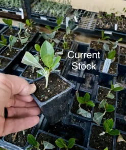 Bay Leaf Tree Laurus nobilis Live Plant - Sweet Bay Laurel - Edible Evergreen