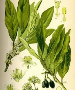 Bay Leaf Tree Laurus nobilis Live Plant - Sweet Bay Laurel - Edible Evergreen