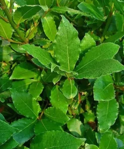 Bay Leaf Tree Laurus nobilis Live Plant - Sweet Bay Laurel - Edible Evergreen