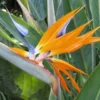 Bird of Paradise Strelitzia Reginae Plant Outdoor Tropical Flower Orange Green