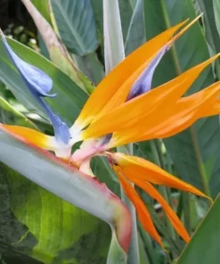 Bird of Paradise Strelitzia Reginae Plant Outdoor Tropical Flower Orange Green