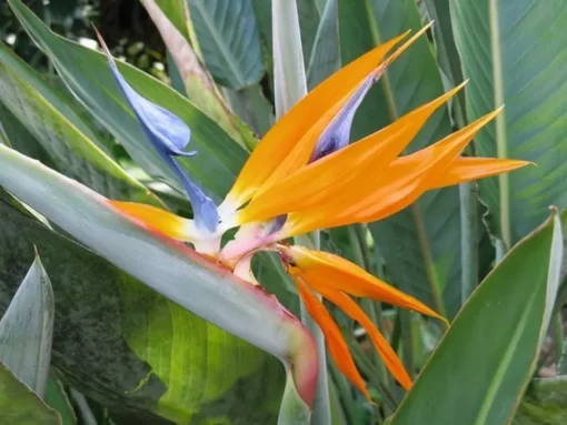 Bird of Paradise Strelitzia Reginae Plant Outdoor Tropical Flower Orange Green