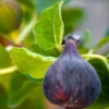 Black Mission Fig Tree - Ficus Carica Fig Tree Plant - Mission Fig Tree Live Plant - Fruit Tree Live Plant