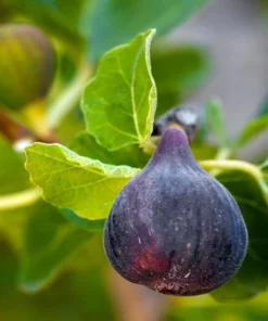 Black Mission Fig Tree - Ficus Carica Fig Tree Plant - Mission Fig Tree Live Plant - Fruit Tree Live Plant
