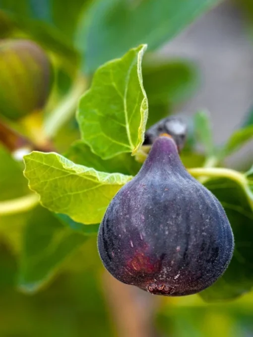 Black Mission Fig Tree - Ficus Carica Fig Tree Plant - Mission Fig Tree Live Plant - Fruit Tree Live Plant