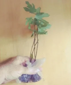 Black Mission Fig Tree - Ficus Carica Fig Tree Plant - Mission Fig Tree Live Plant - Fruit Tree Live Plant