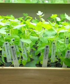 Black Mission Fig Tree - Ficus Carica Fig Tree Plant - Mission Fig Tree Live Plant - Fruit Tree Live Plant