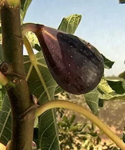 Black Mission Fig Tree - Ficus Carica Fig Tree Plant - Mission Fig Tree Live Plant - Fruit Tree Live Plant