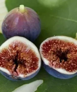 Black Mission Fig Tree - Fruiting Ficus Carica Plant - Edible Fruit Tree
