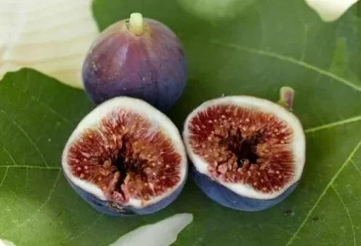 Black Mission Fig Tree - Fruiting Ficus Carica Plant - Edible Fruit Tree