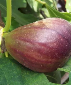 Black Mission Fig Tree - Fruiting Ficus Carica Plant - Edible Fruit Tree