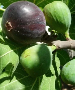 Black Mission Fig Tree - Fruiting Ficus Carica Plant - Edible Fruit Tree