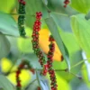 Black Pepper Plant - Piper Nigrum Live Plant - Starter Pepper Plant - Make Your Own Peppercorn Plant - Piper Plant - Black Peppercorn Plant