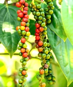 Black Pepper Plant - Piper Nigrum Live Plant - Starter Pepper Plant - Make Your Own Peppercorn Plant - Piper Plant - Black Peppercorn Plant
