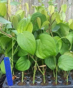 Black Pepper Plant - Piper Nigrum Live Plant - Starter Pepper Plant - Make Your Own Peppercorn Plant - Piper Plant - Black Peppercorn Plant