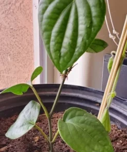 Black Pepper Plant - Piper Nigrum Live Plant - Starter Pepper Plant - Make Your Own Peppercorn Plant - Piper Plant - Black Peppercorn Plant