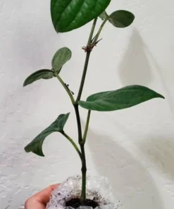 Black Pepper Plant - Piper Nigrum Live Plant - Starter Pepper Plant - Make Your Own Peppercorn Plant - Piper Plant - Black Peppercorn Plant