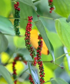 Black Pepper Plant - Piper Nigrum Live Plant - Starter Pepper Plant - Make Your Own Peppercorn Plant - Piper Plant - Black Peppercorn Plant