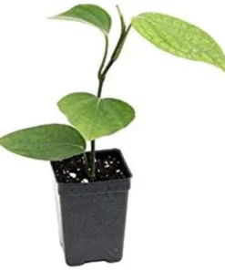 Black Pepper Plant - Piper Nigrum Live Plant - Starter Pepper Plant - Make Your Own Peppercorn Plant - Piper Plant - Black Peppercorn Plant