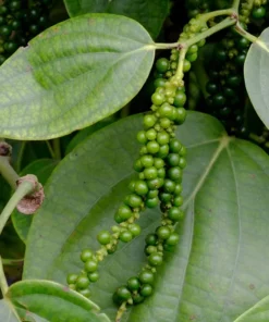 Black Pepper Plant - Piper Nigrum Live Plant - Starter Pepper Plant - Make Your Own Peppercorn Plant - Piper Plant - Black Peppercorn Plant
