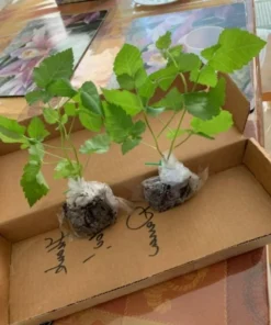 Blackberry Plant - Big Daddy Black Berry Bush - Starter Berry Plant - 4-6 inch Blackberry Cuttings - Berry Plants Live - Plants For Sale