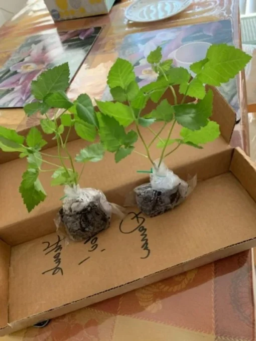 Blackberry Plant - Big Daddy Black Berry Bush - Starter Berry Plant - 4-6 inch Blackberry Cuttings - Berry Plants Live - Plants For Sale
