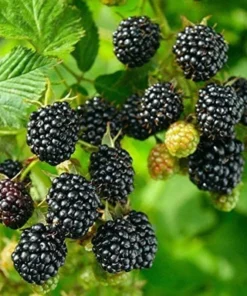 Blackberry Plant - Big Daddy Black Berry Bush - Starter Berry Plant - 4-6 inch Blackberry Cuttings - Berry Plants Live - Plants For Sale
