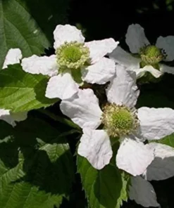 Blackberry Plant - Big Daddy Black Berry Bush - Starter Berry Plant - 4-6 inch Blackberry Cuttings - Berry Plants Live - Plants For Sale