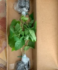 Blackberry Plant - Big Daddy Black Berry Bush - Starter Berry Plant - 4-6 inch Blackberry Cuttings - Berry Plants Live - Plants For Sale