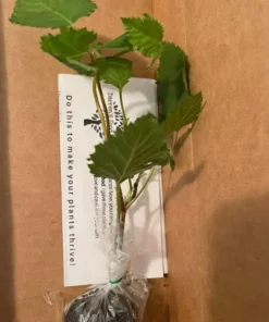 Blackberry Plant - Big Daddy Black Berry Bush - Starter Berry Plant - 4-6 inch Blackberry Cuttings - Berry Plants Live - Plants For Sale