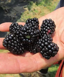 Blackberry Plant - Big Daddy Black Berry Bush - Starter Berry Plant - 4-6 inch Blackberry Cuttings - Berry Plants Live - Plants For Sale