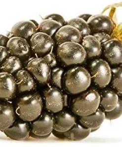 Blackberry Plant - Big Daddy Black Berry Bush - Starter Berry Plant - 4-6 inch Blackberry Cuttings - Berry Plants Live - Plants For Sale