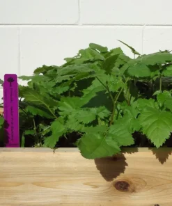 Blackberry Plant - Prime Ark Freedom Plants For Planting - Live Black Berry Plant 4-6 inch Planter - Fruit Tree Live Plant