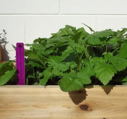 Blackberry Plant - Prime Ark Freedom Plants For Planting - Live Black Berry Plant 4-6 inch Planter - Fruit Tree Live Plant