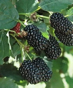 Blackberry Plant - Prime Ark Freedom Plants For Planting - Live Black Berry Plant 4-6 inch Planter - Fruit Tree Live Plant